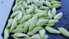 Ačokča (ind.okurka) tinktura silná 96% domácí - 3