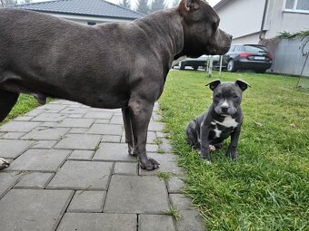 Americký stafordšírsky teriér - Blue (šteniatko) - 3