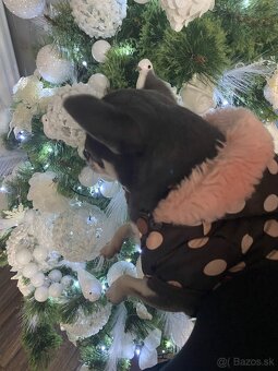 Čivavka mini , krátkosrstá čivava , civava, mini čivava - 3