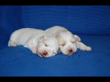Havanský psík-Bichon havanský s PP - 3