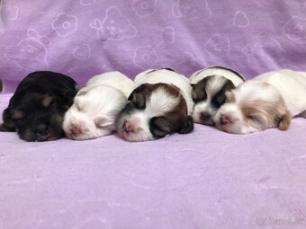 Havanský psík-Bichon havanský s PP - 3