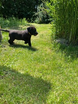 Labrador šteniatká - 3