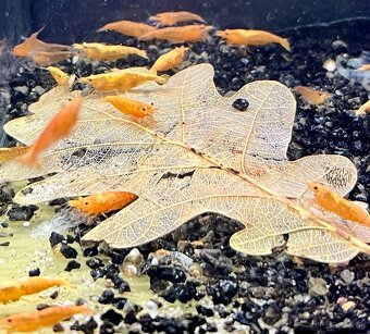 krevetky (Neocaridina) - 3