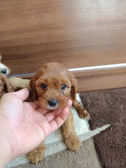 Cavapoo Chalepc/devica - 3
