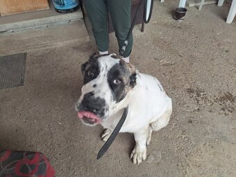 Stredoazijsky ovciak - 3