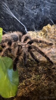 Predám terarko s pavúkom brachypelma - 3