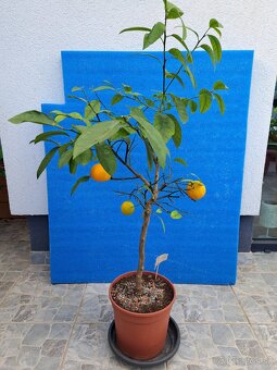 Predám kumquat japonica - 3