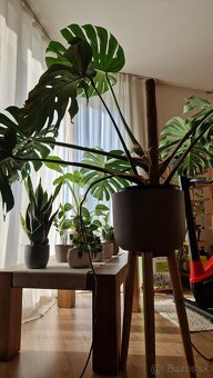 Monstera Deliciosa - 3