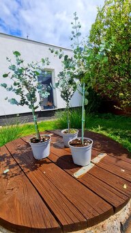 Eukalyptus Gunni "na kmienku" - 3