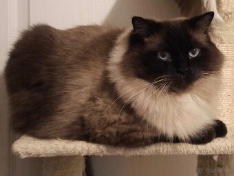 Dospelý kocúr Ragdoll bez papierov - 3