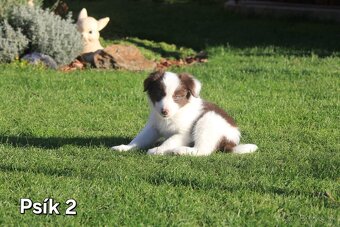 Border kolia - šteniatka na predaj - 3