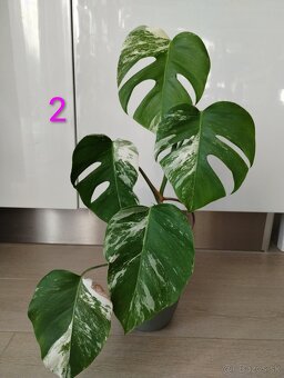 Monstera albo variegata - 3