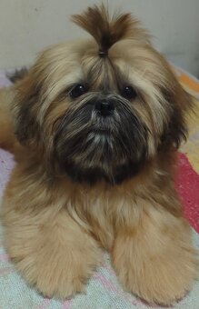 Šteniatka Shih Tzu, FCI - 3