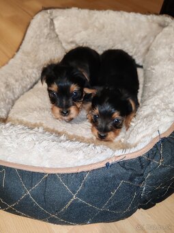 Yorkshire terier - 3