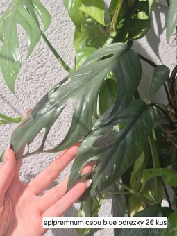 Predám izbové rastliny 2 - 3