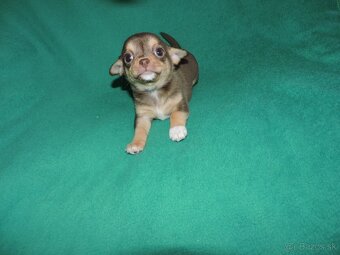 čivava krátkosrstá,fenky - 3