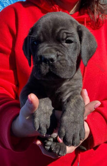 Štěňata Cane Corso s PP - 3