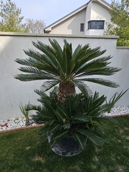Palma 11 Cycas revoluta - 3