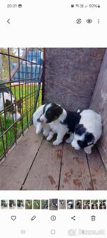 Šteniatka Border kolie na predaj - 3