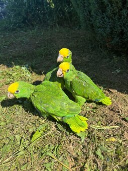 Amazona oratrix - 3