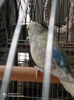 Dúhové andulky - 3