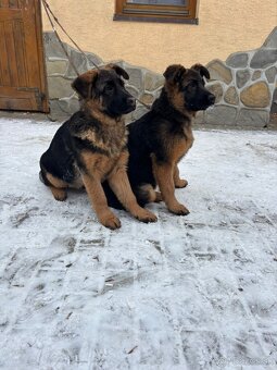 Nemecký ovčiak šteniatka - 3