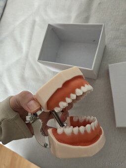 Model zubov na škrabanie - 3