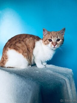 LENKA SI HĽADÁ DOMOV VO VNÚTRI - 3