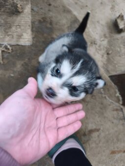 Šteniatka Aljašský malamut - 3