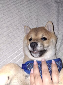 Predam steniatko - 3