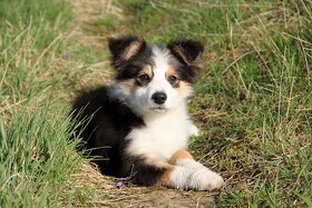 Border collie, Border kólia bez PP - 3