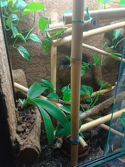 Terarium - 3