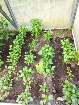Predám planty (priesady rajčiny) - 3