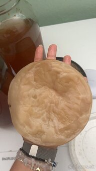 Predám kombucha SCOBY – domáci štartér na výrobu kombuchy - 3