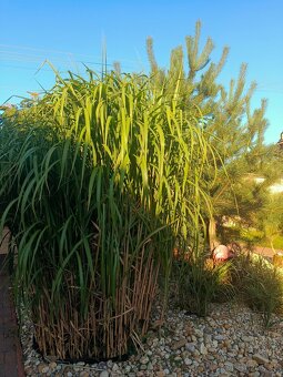 Ozdobnica čínska ´Gigantus´ (Miscanthus sinensis ´Giganteus´ - 3