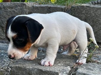 Jack russell teriér - 3