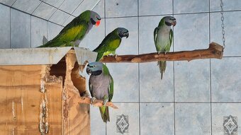 Alexander čínsky - 3