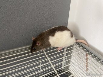 Darujem potkany - 3
