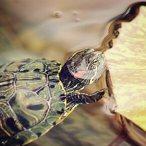 Korytnačka,  korytnačky,  suchozemská, vodná, ostrohata - 3