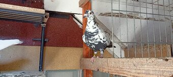 Poštové holuby - 3