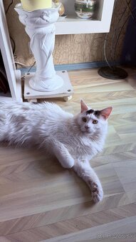 mainská mývalia - 3