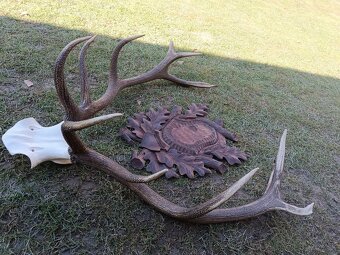 Jeleň, parohy, trofej myslivca - 3