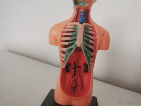 Model ľudského tela - 3