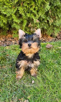 Yorkshire Terrier dievčatko s komplet PP - 3