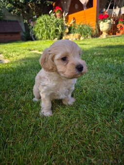 Predám šteniatká maltipoo - 3