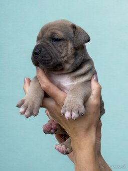 American Bully XL - Exkluzivní spojení šampionů - 3