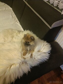 Mini pomerian - 3