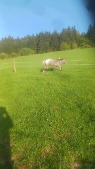 Ustajnenie koní - 3