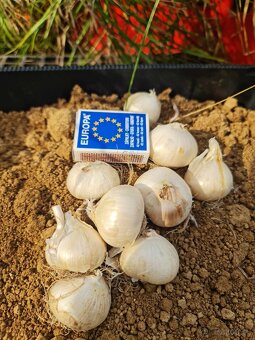 Okrasný cesnak Christophii - kvet veľký ako futbal. lopta - 3