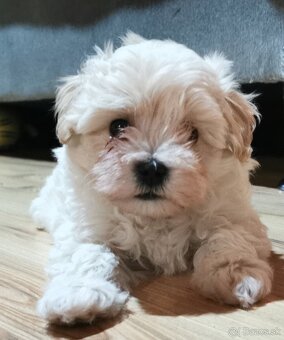 Maltipoo - 3